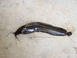cat fish
