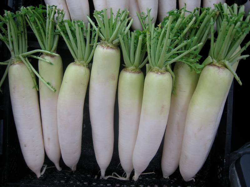 white radish