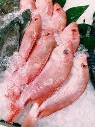 Red Snapper