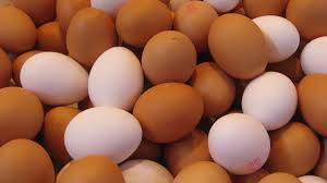 egg