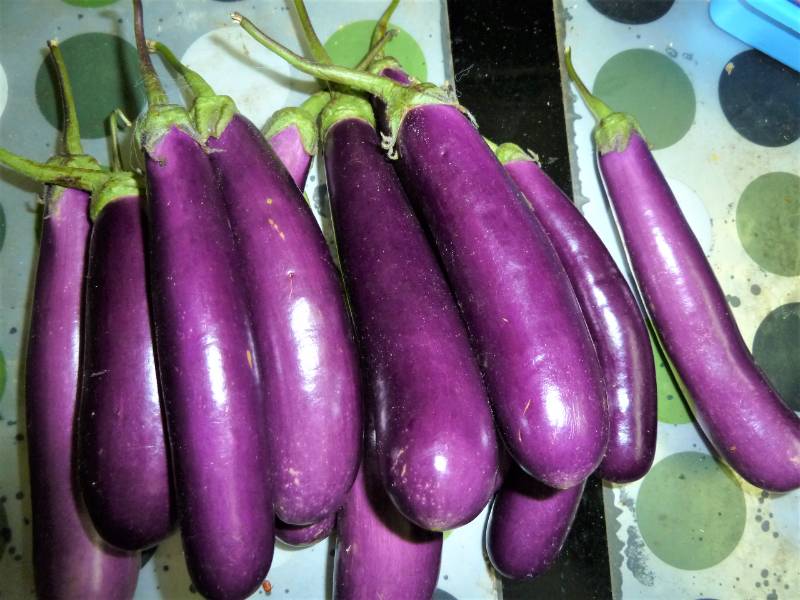 eggplant long