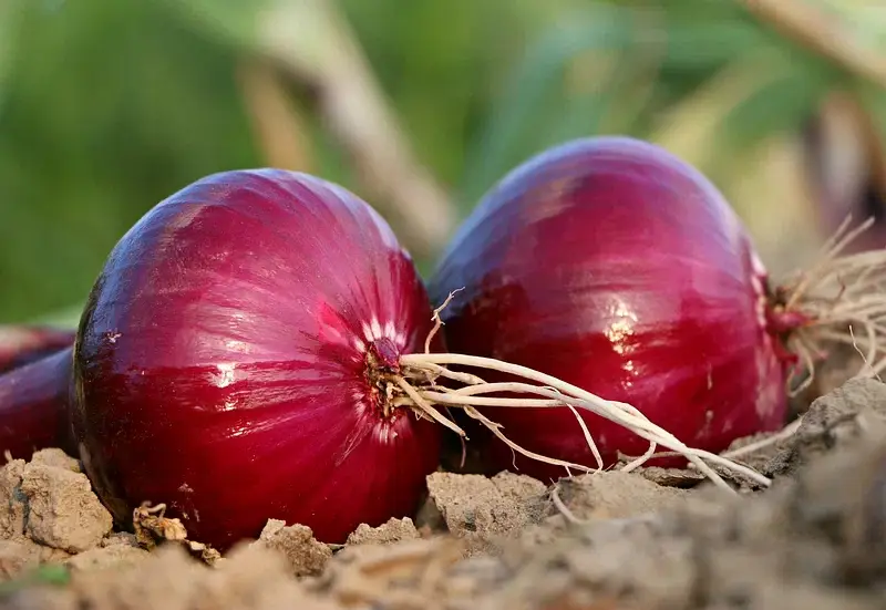red onion