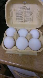 duck egg