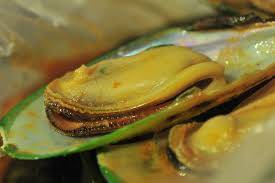 green Mussel