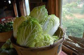 chineese cabbage