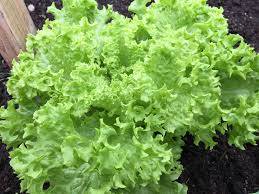 LETTUCE