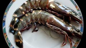 Prawns tiger