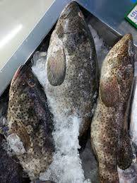 Grouper fish