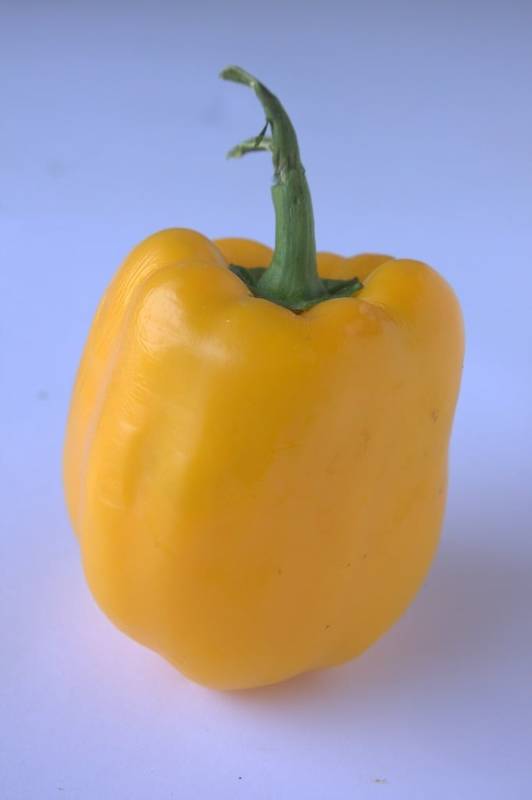 capsicum yellow