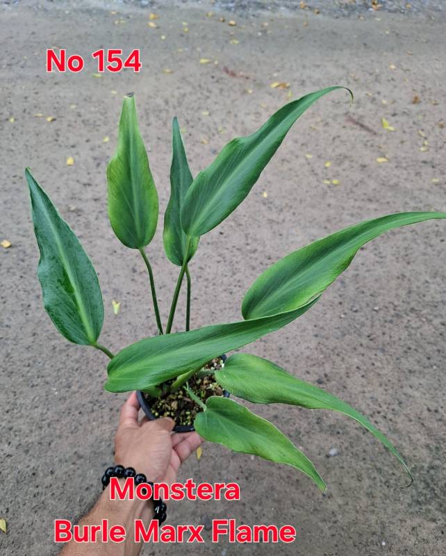 Монстера 154 Monstera Burle Marx Flame