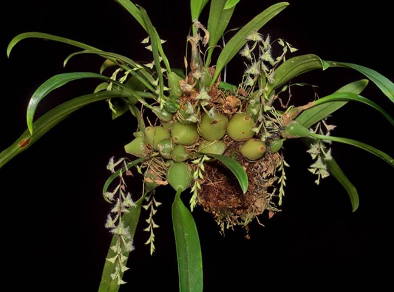 Орхидея FS28 Bulbophyllum lindleyanum