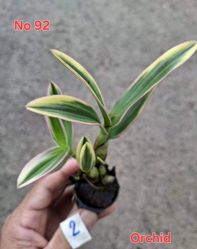 Орхидея 92 Dendrophalenopsis sp. variegated