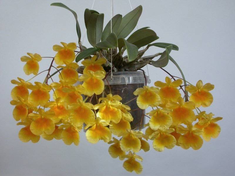 Орхидея FS151 Dendrobium lindleyi