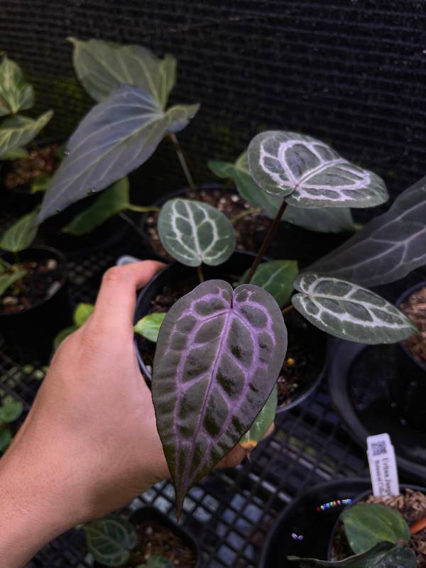 Антуриум §§49 Anthurium Zara X Michelle Purple
