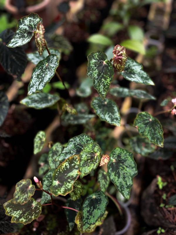 Лесное AA17 Begonia SP Borneo