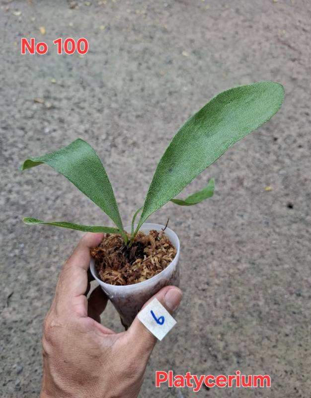 Папоротник 100 Platycerium sp