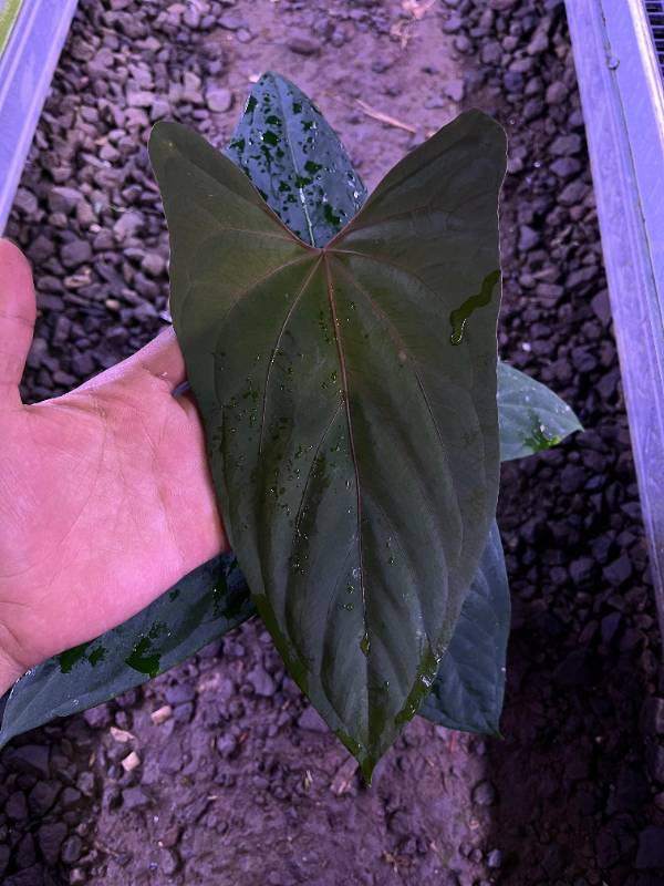 Антуриум §§61 Anthurium Fort Sherman X Portilae Indo