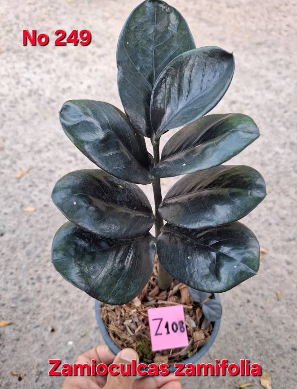 Замиокулькас 249 Zamioculcas zamifolia Z108