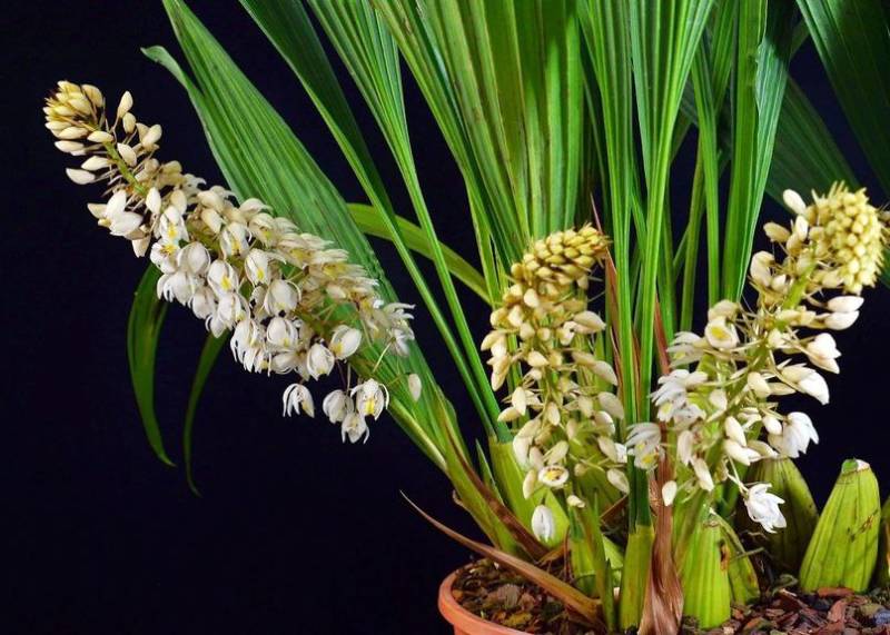Орхидея FS51 Coelogyne multiflora
