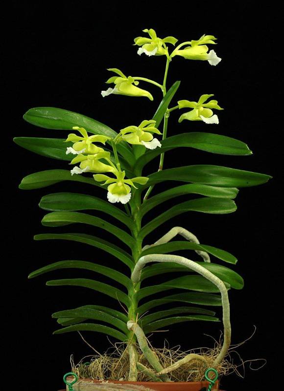 Орхидея FS43 Christensonia vietnamica