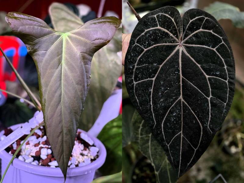 Антуриум G48 Anthurium NSE Portillae X (Red velvet cake 24 X Zara 3)