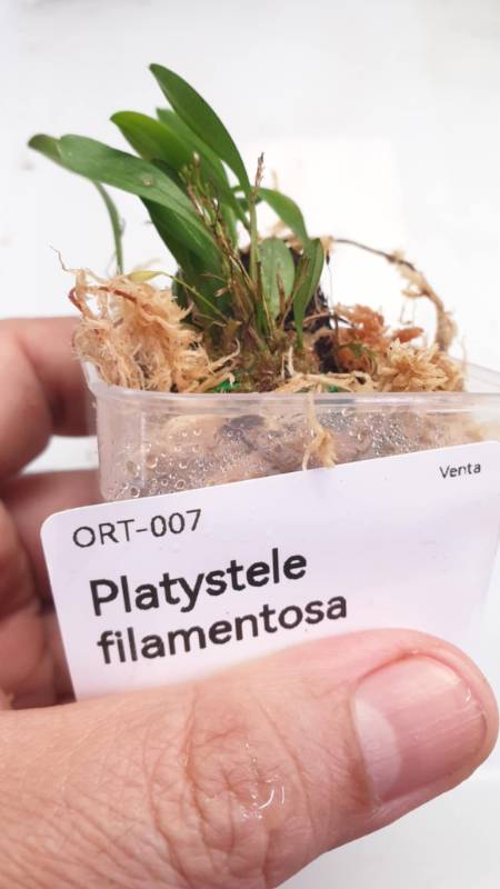 Орхидея K13 Platystele filamentosa