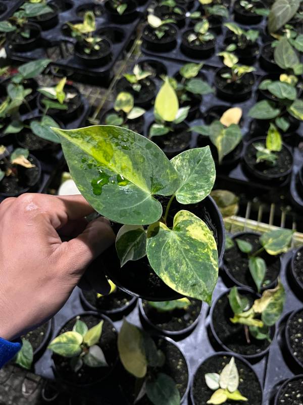 Антуриум AA06 Anthurium KOS x Magnificum variegated
