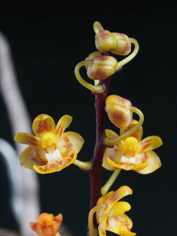 Орхидея FS108 Phalaenopsis chibae