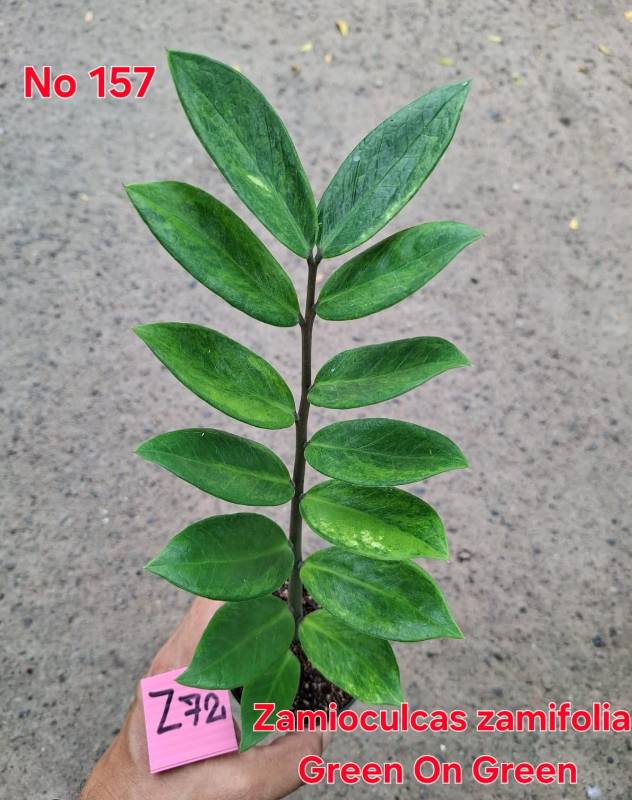Замиокулькас 157 Zamioculcas zamifolia Green on Green Z72
