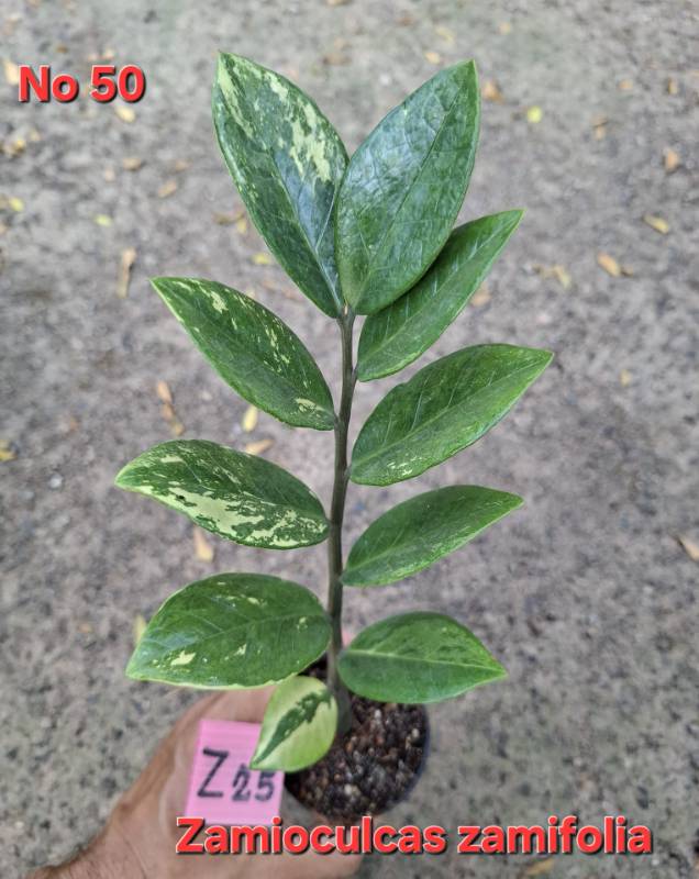 Замиокулькас 50 Zamioculcas zamifolia Z25