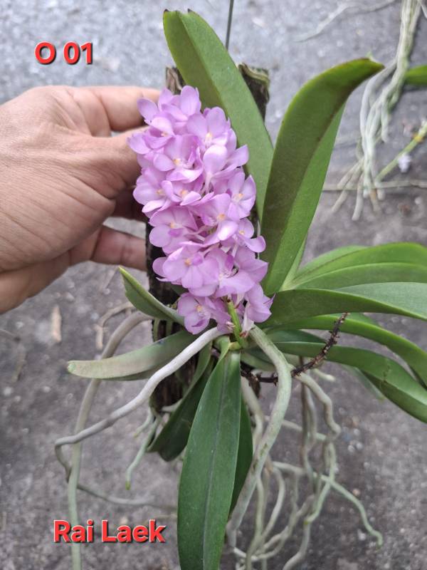 Орхидея O01 Rhynchocentrum Lilac Blossom