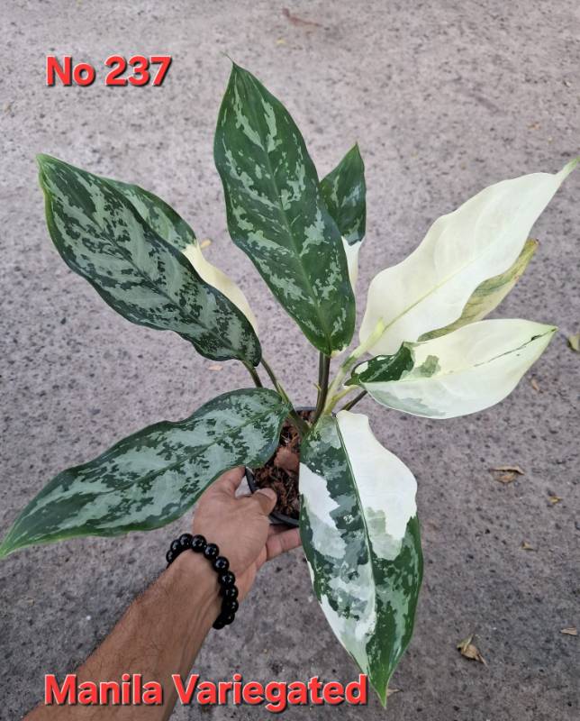 Аглаонема 237 Aglaonema Manila variegated