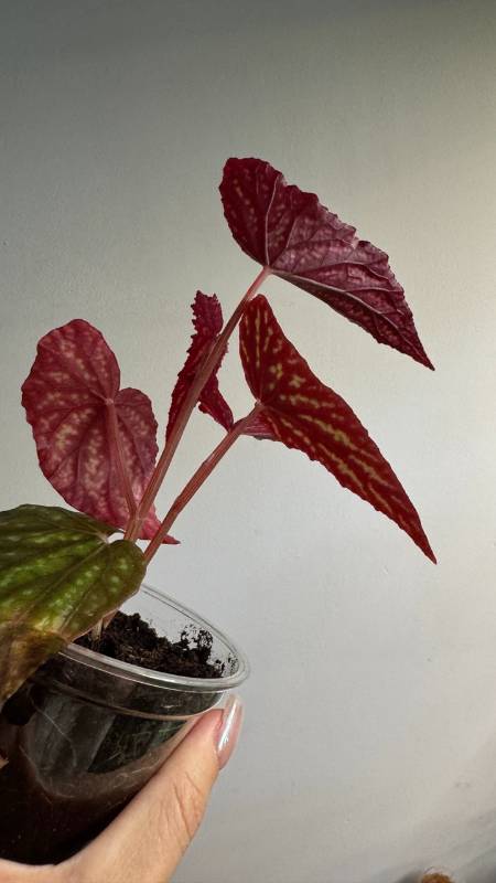 Бегония S63 Begonia hybrid