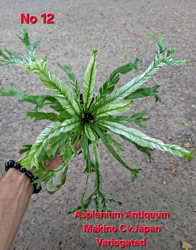 Папоротник 12 Asplenium Antiquum Makino variegated