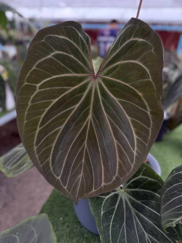 Антуриум 4G17 Anthurium King of Spades X Self