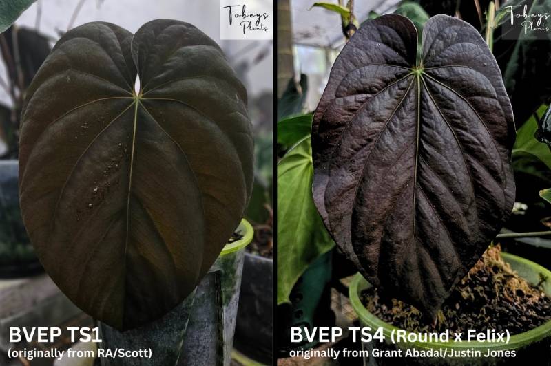 Антуриум 4T15 Anthurium Antolakii (BVEP) TS1 X Antolakii (BVEP) TS4