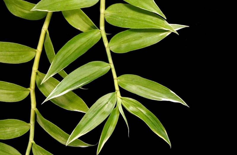 Орхидея FS130 Dendrobium aphyllum variegated