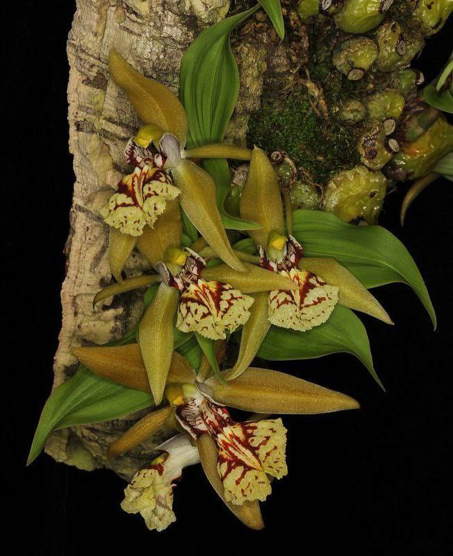 Орхидея FS53 Coelogyne schilleriana