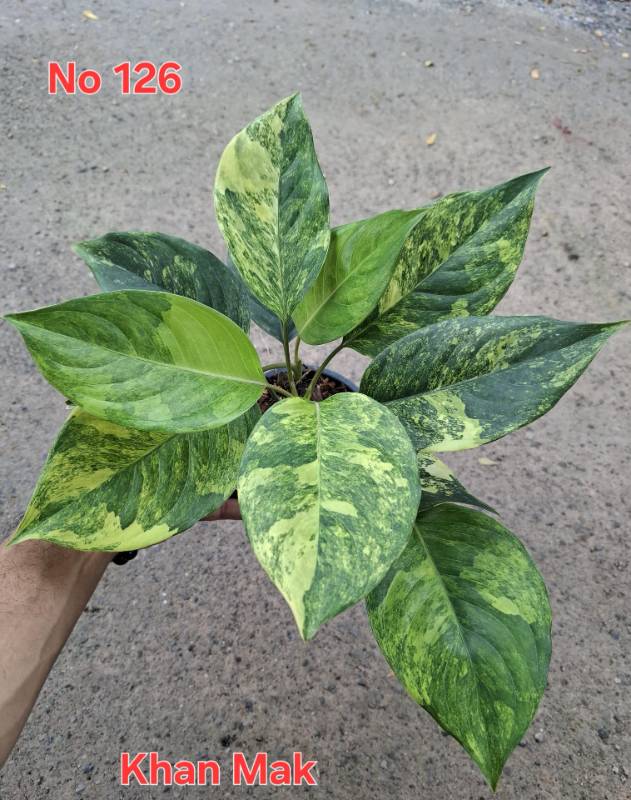Аглаонема 126 Aglaonema Khan Mak