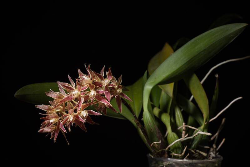 Орхидея FS103 Macradenia multiflora