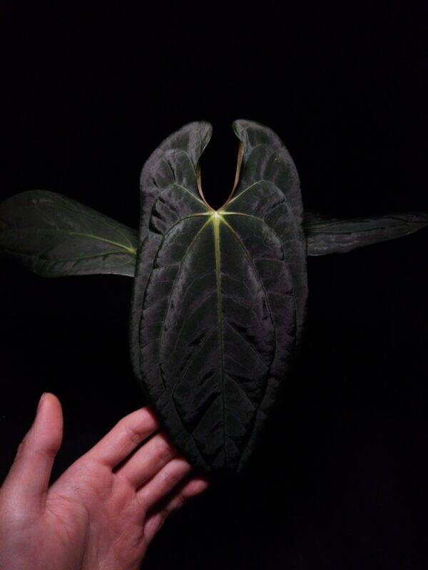 Антуриум AA16 Anthurium Galaxy M