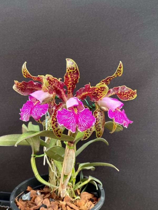 Орхидея FS83 Cattleya schilleriana var. coerulea