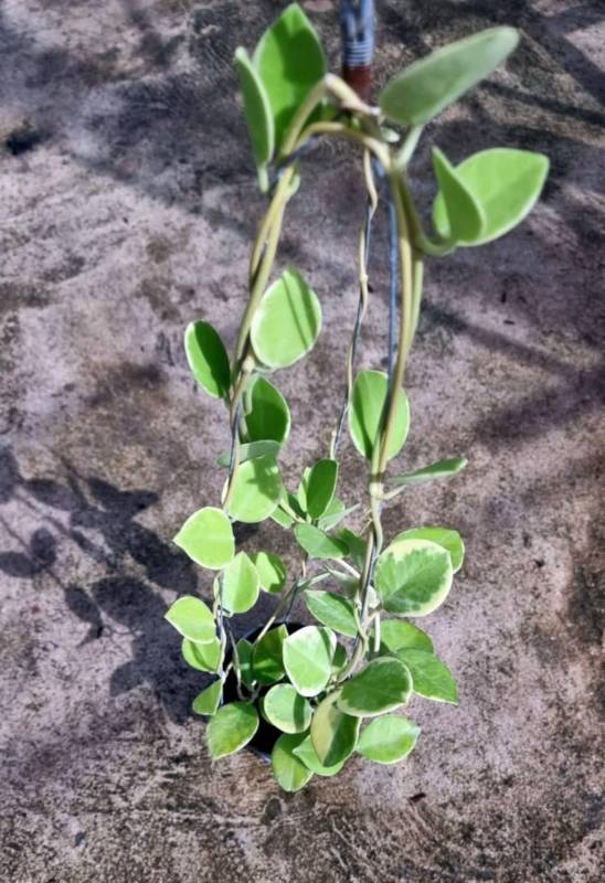 Хойя HN24 Hoya​ Australis​ Albo