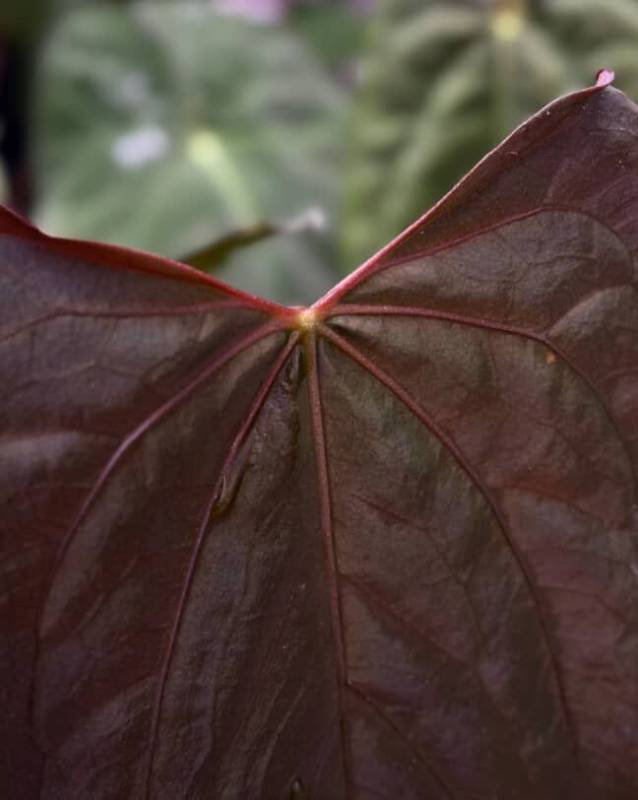 Антуриум §§74 Anthurium RL Self from Jay Vannini