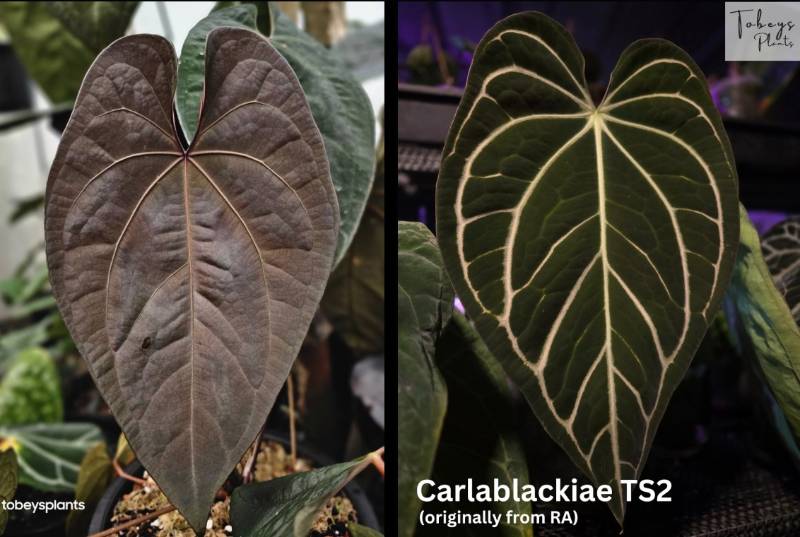Антуриум 4T38 Anthurium AOS df X Carlablackiae TS2