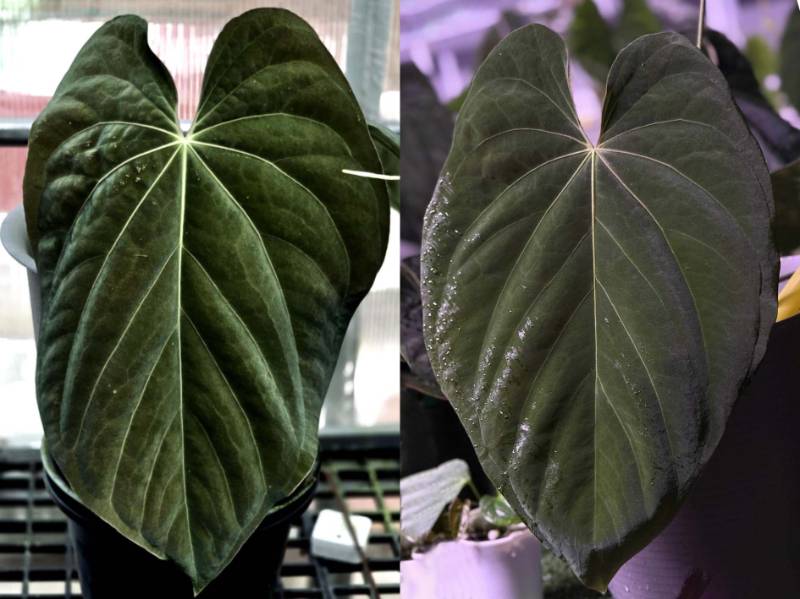 Антуриум G26 Anthurium Antolakii (BVEP Scott) GO1 X Antolakii (BVEP Scott) GO2