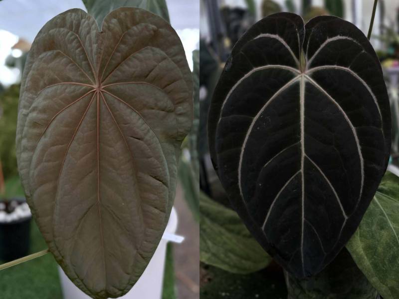 Антуриум 4G24 Anthurium (NSE Dressleri X Papi var) X (Carlablackiae X AOS Tezula)