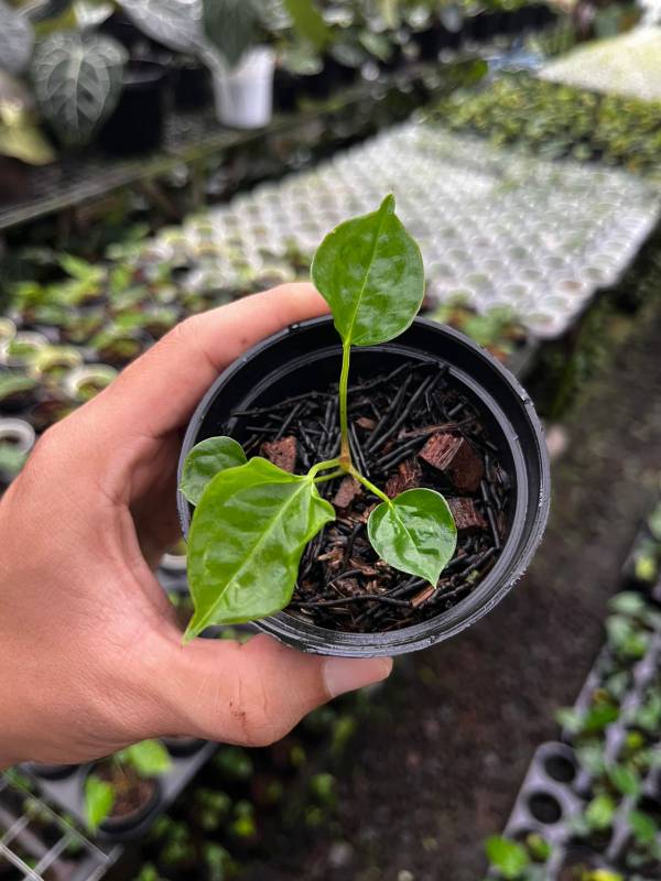 Антуриум AA16 Anthurium Boogie S