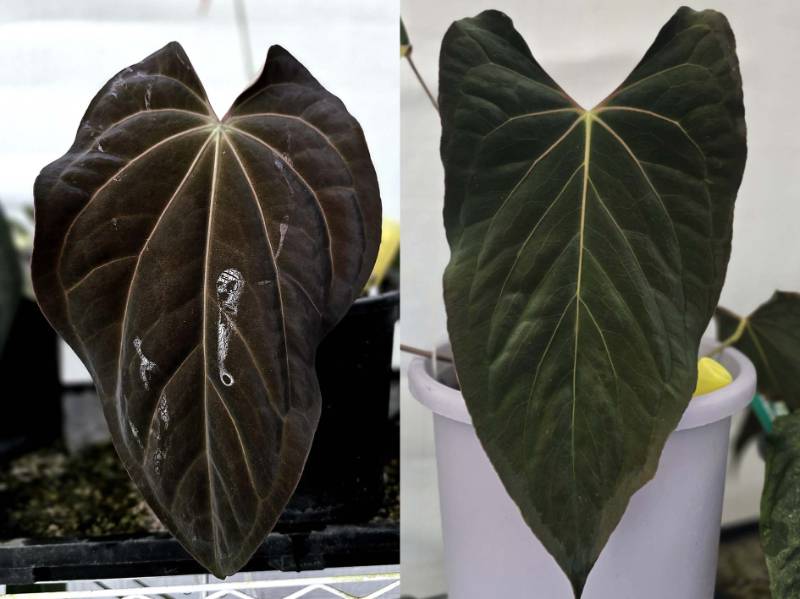 Антуриум 4G44 Anthurium (Carlablackiae X Antolakii) X Ralph Lynam Dwane