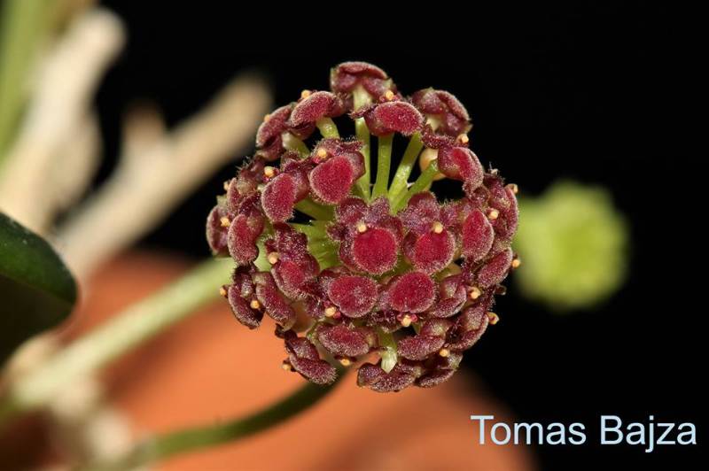 Орхидея K16 Platystele umbellata
